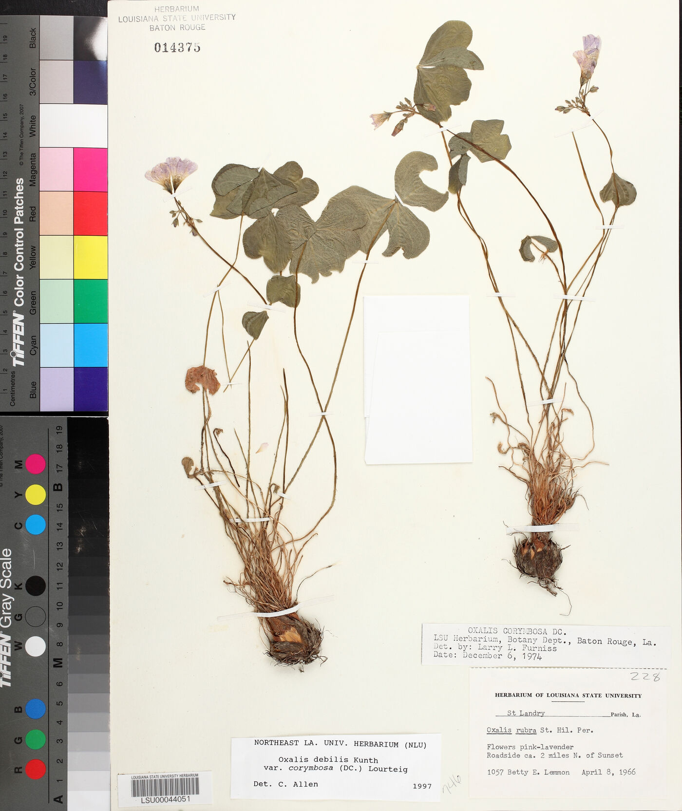 Oxalis debilis image