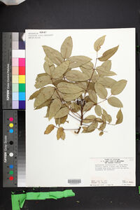 Zanthoxylum clava-herculis image