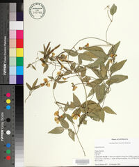 Vigna luteola image