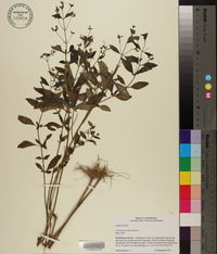 Trichostema dichotomum image