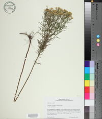 Euthamia caroliniana image