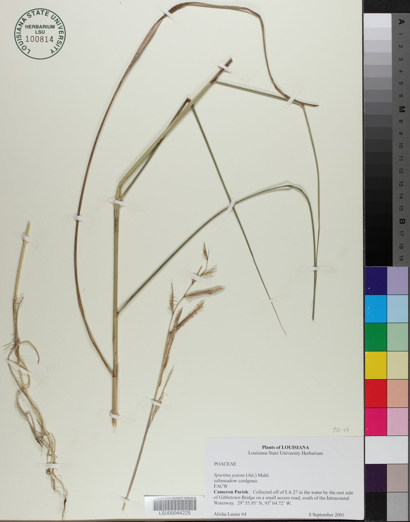 Spartina patens image