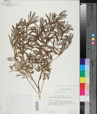 Salix occidentalis image