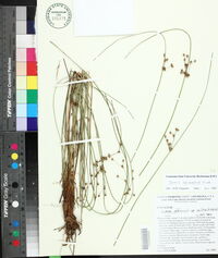 Juncus coriaceus image