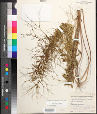 Linum striatum image