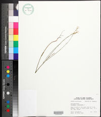 Polygala incarnata image