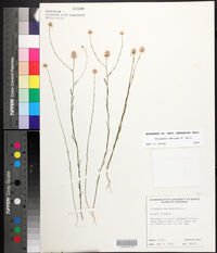 Polygala mariana image