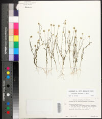 Polygala mariana image