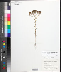 Polygala ramosa image
