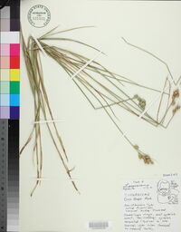 Carex longii image