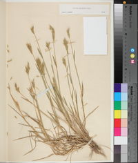 Hordeum pusillum image