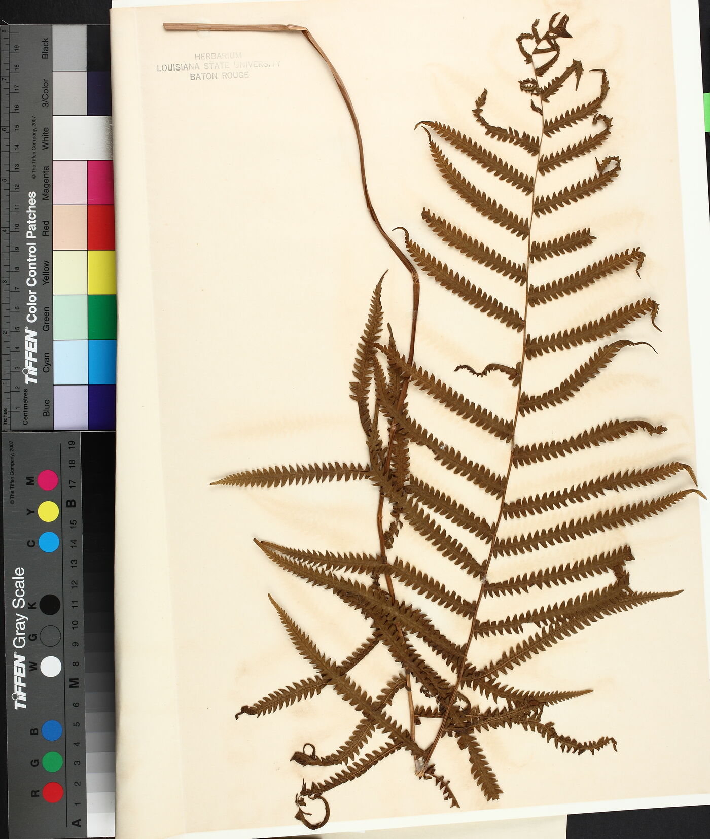 Thelypteris kunthii image