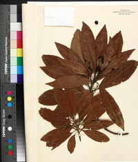 Persea palustris image