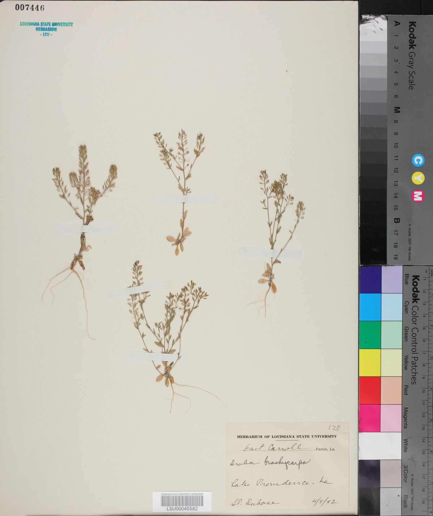 Draba brachycarpa image