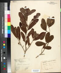 Quercus virginiana image