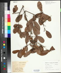 Quercus virginiana image