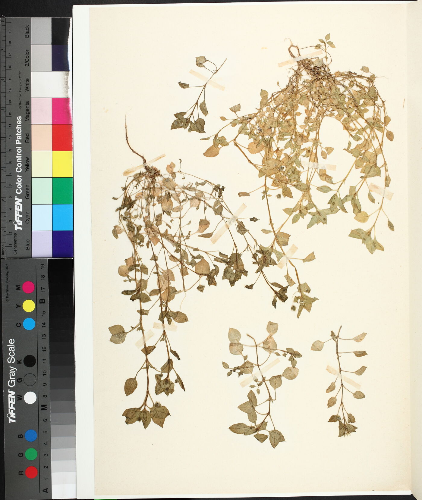 Stellaria media subsp. media image
