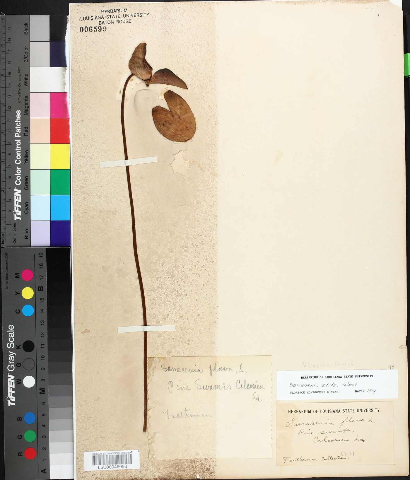 Sarracenia alata image