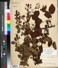 Rubus argutus image