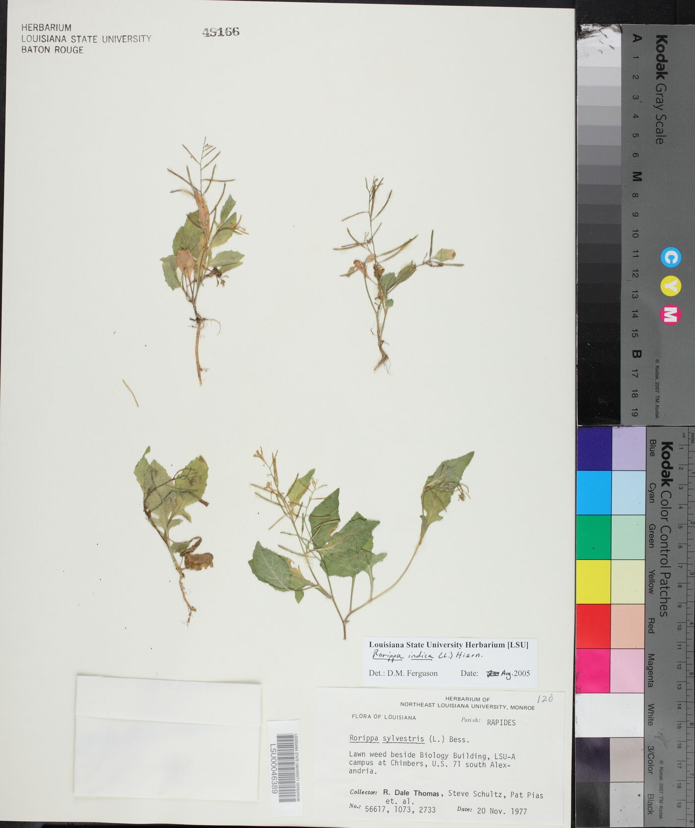 Rorippa indica image