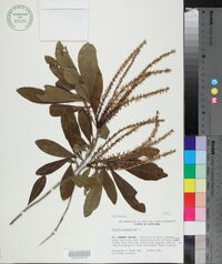 Cyrilla racemiflora image