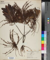 Cyrilla racemiflora image