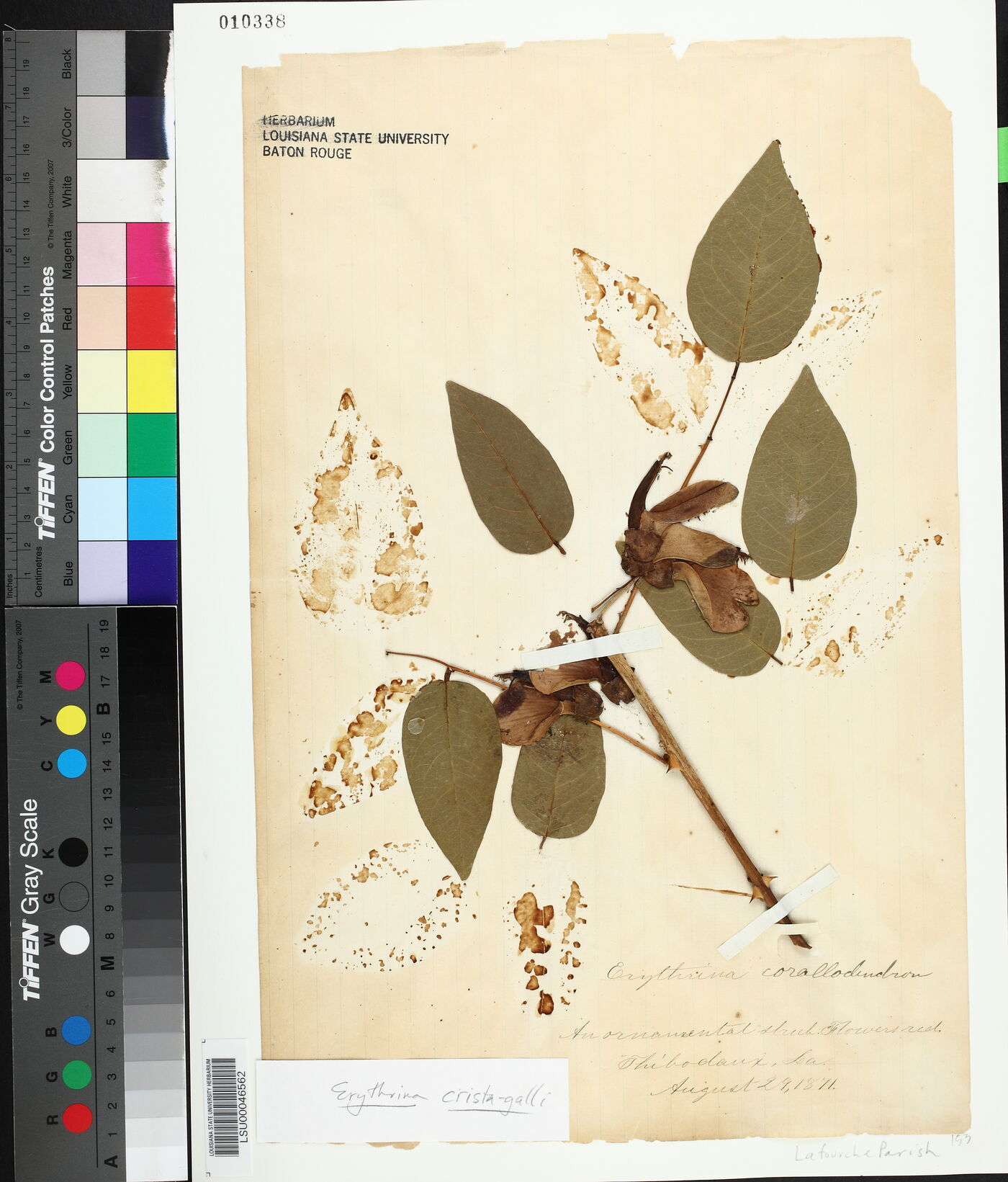 Erythrina crista-galli image