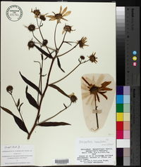 Helianthus simulans image