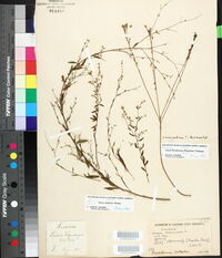 Linum medium image