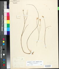 Polygala incarnata image