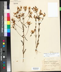 Sabatia brachiata image