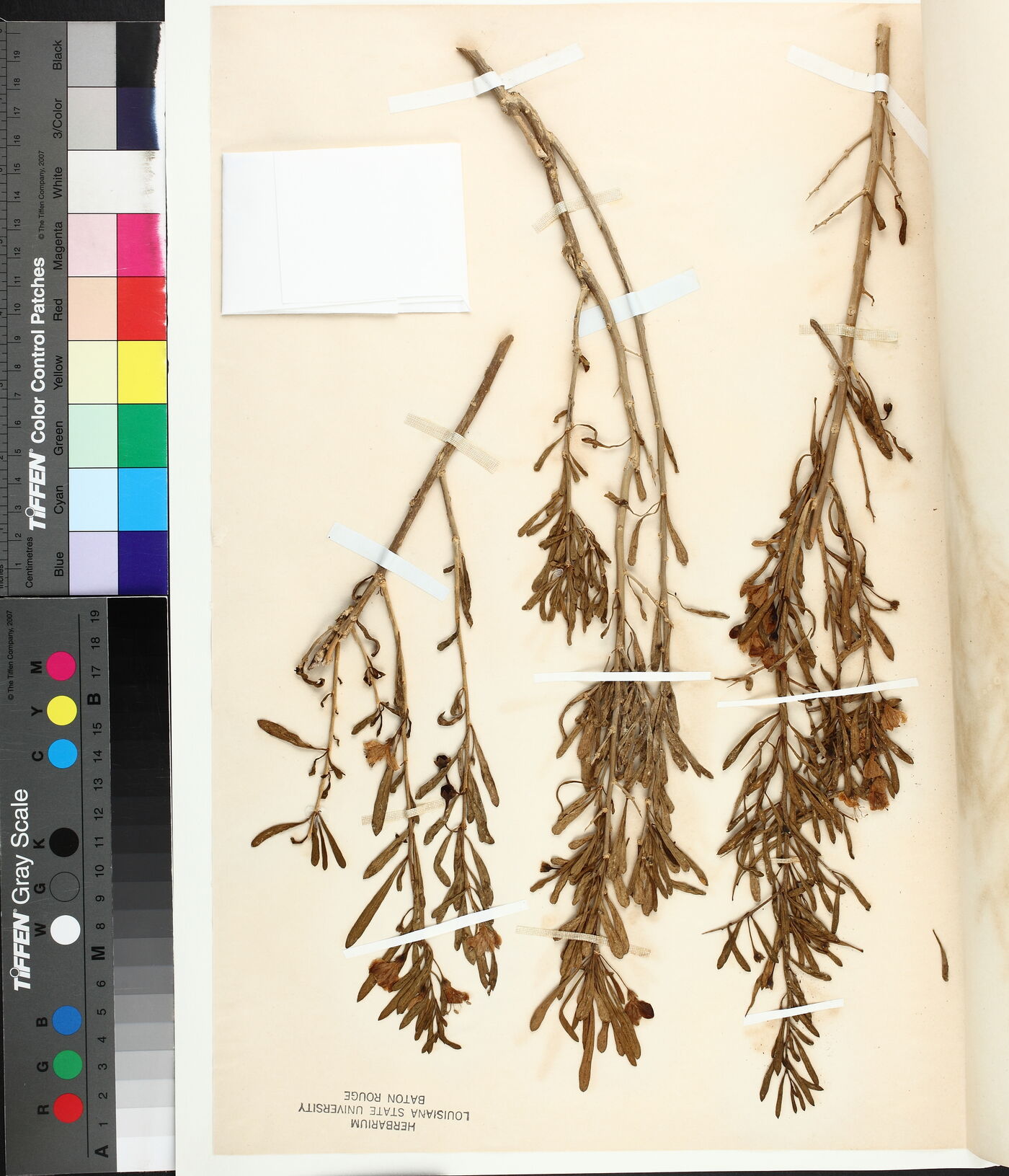 Lycium carolinianum image