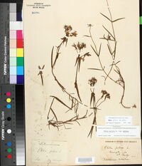 Phlox pilosa subsp. pilosa image