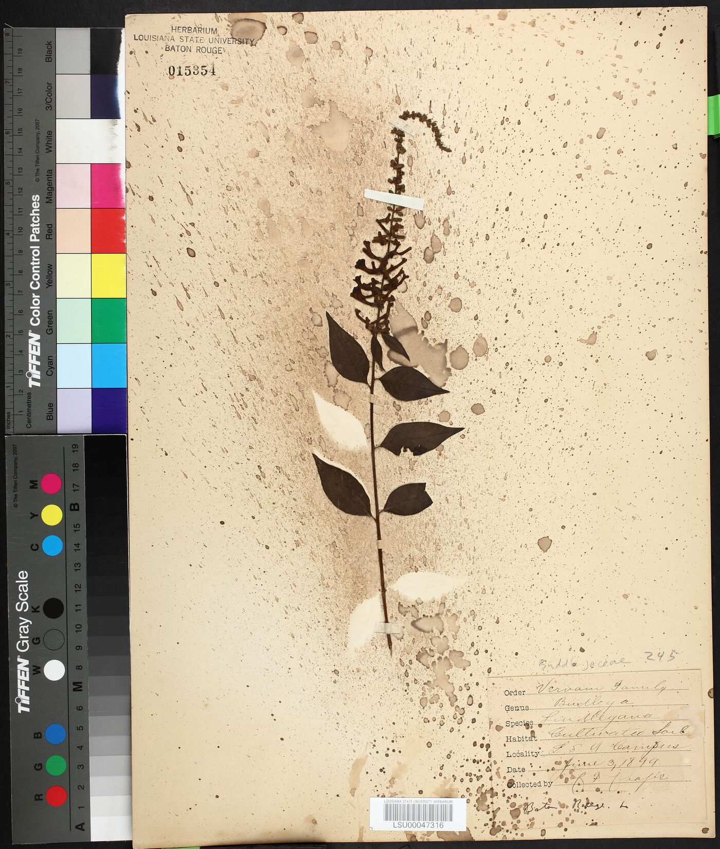 Buddleja lindleyana image