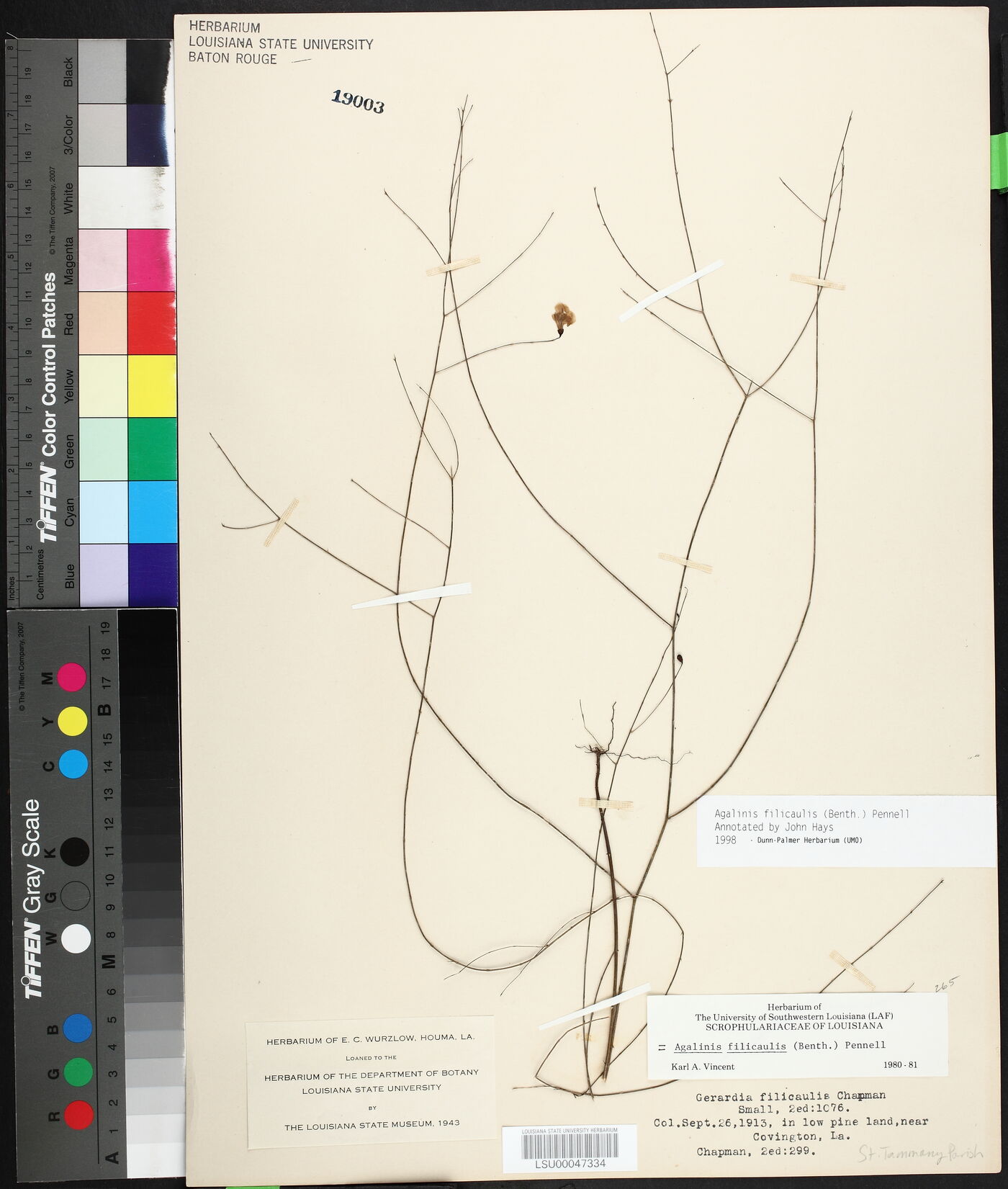 Agalinis filicaulis image