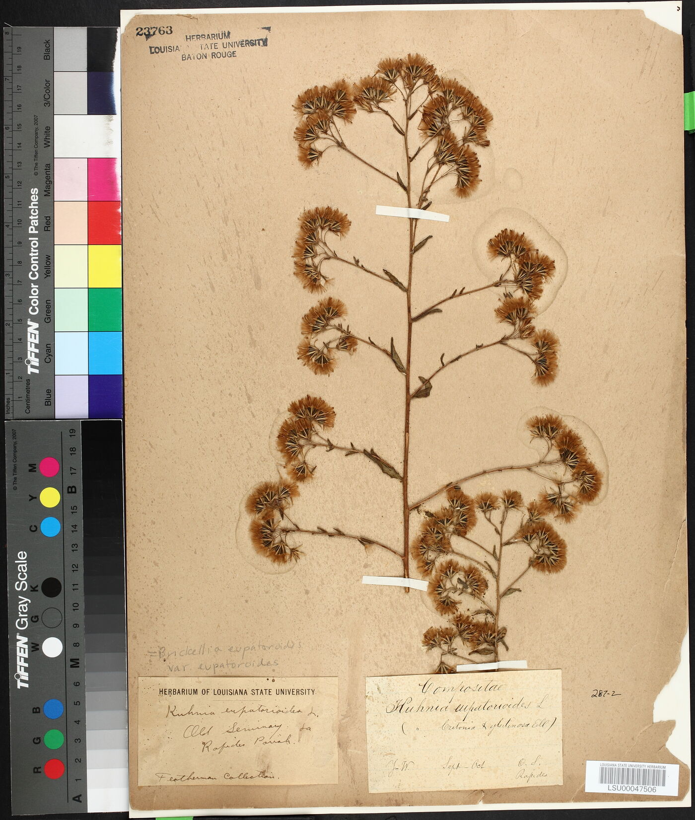 Brickellia eupatorioides var. eupatorioides image