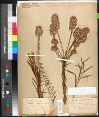 Liatris elegans image
