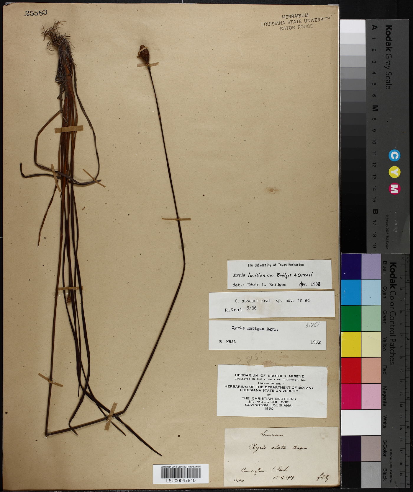 Xyris louisianica image