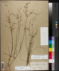 Juncus debilis image