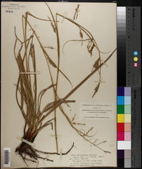 Carex cherokeensis image