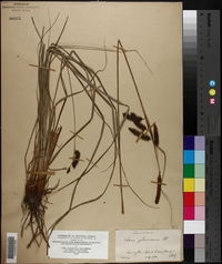 Carex glaucescens image