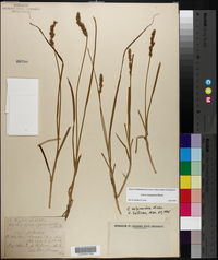 Carex triangularis image