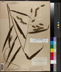 Chasmanthium latifolium image