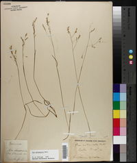 Poa autumnalis image