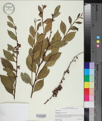 Lyonia lucida image