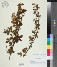 Rubus argutus image