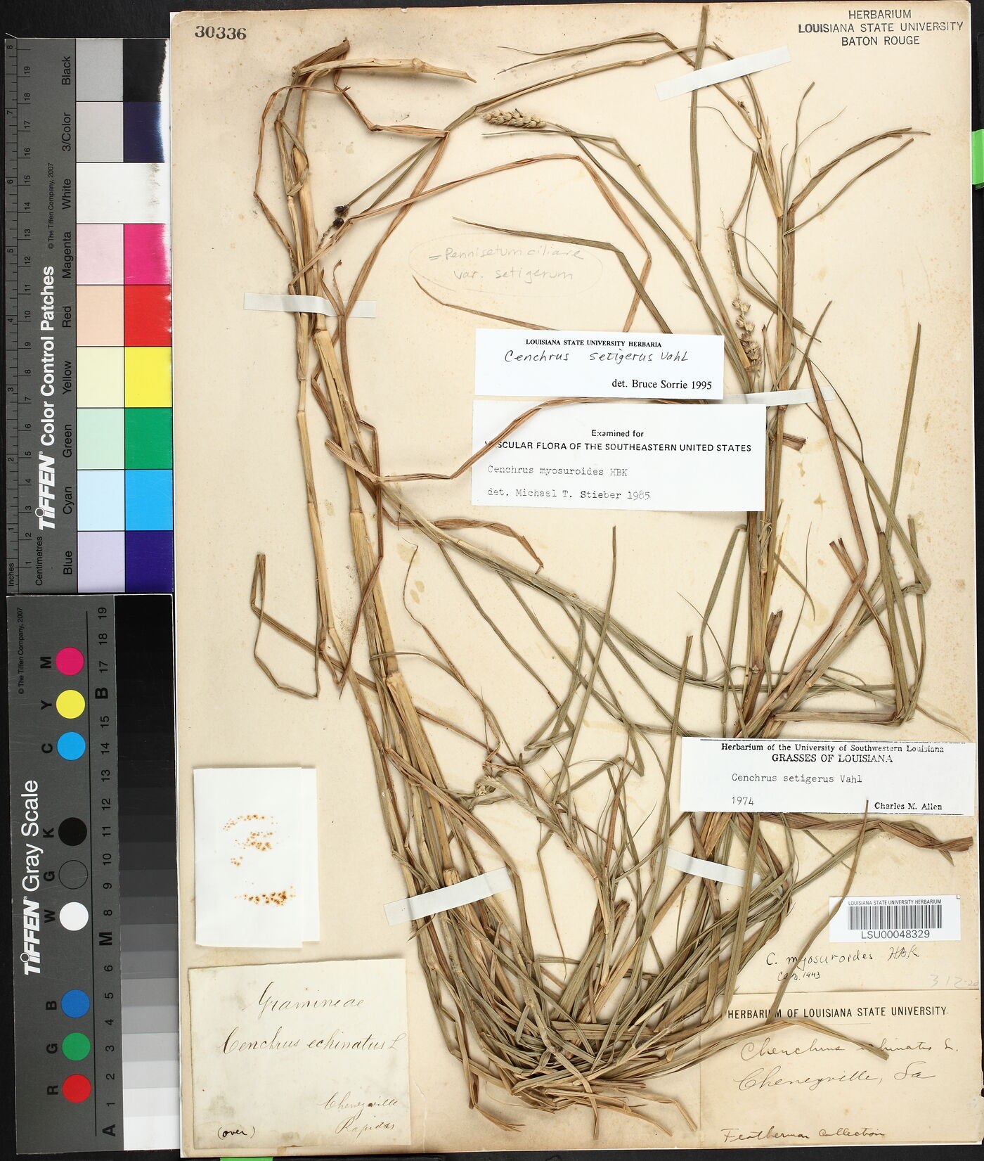 Pennisetum ciliare var. setigerum image