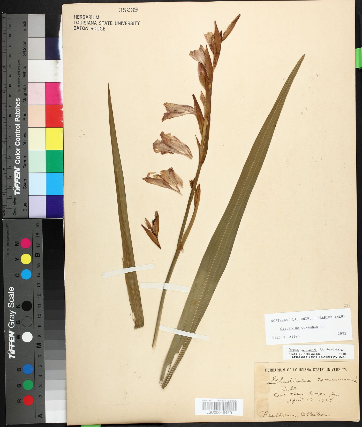 Gladiolus communis image