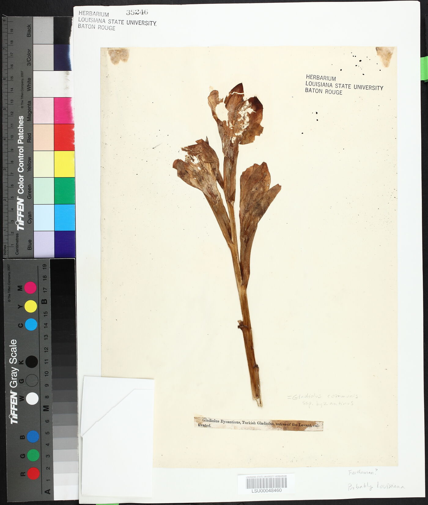 Gladiolus communis subsp. byzantinus image