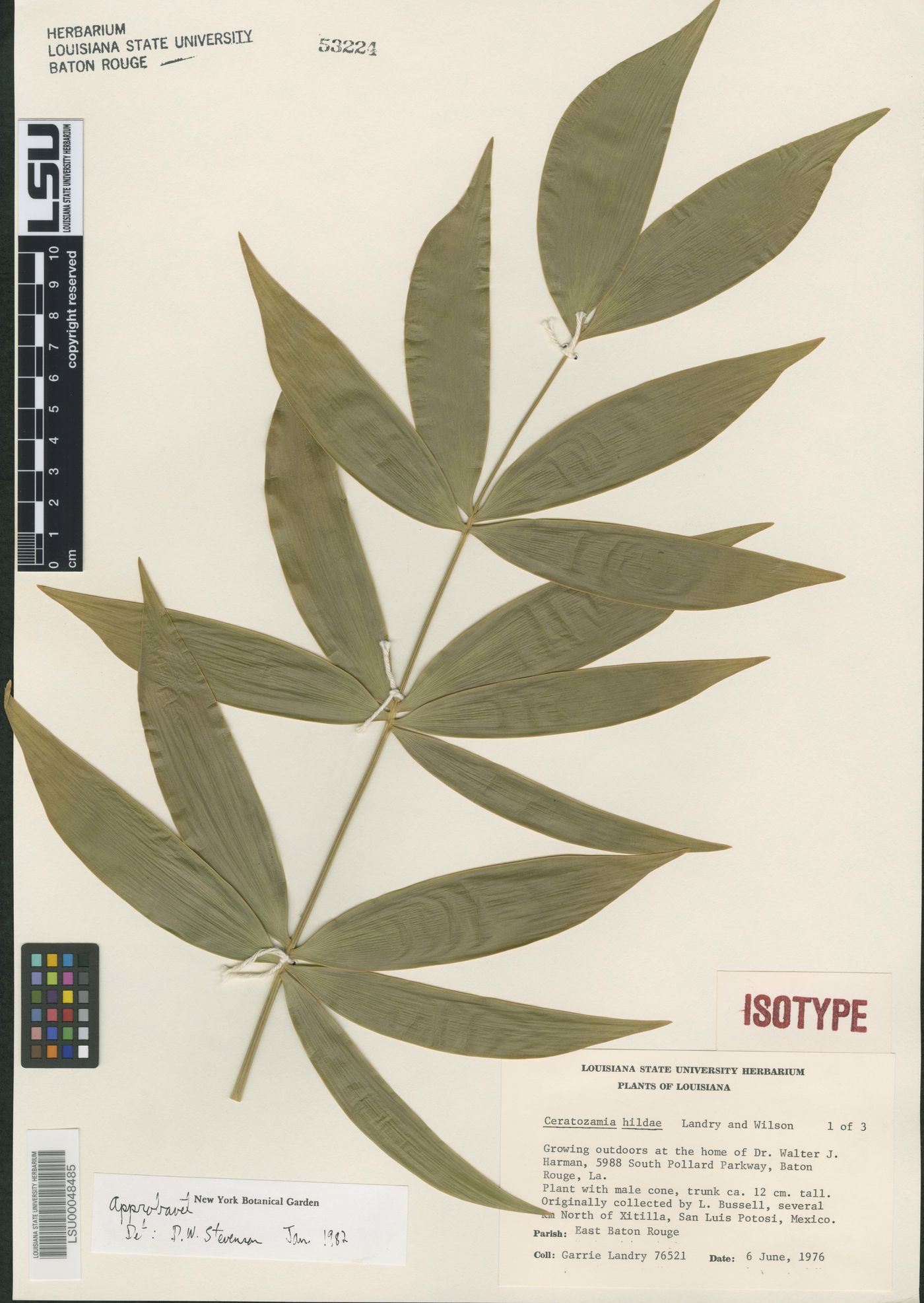 Ceratozamia hildae image
